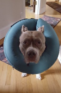 gray bull dog in cone collar