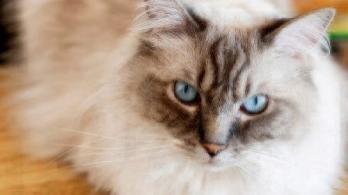 ragdoll cat breed