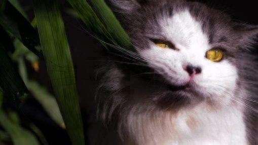 poisonous plants for cats and dogs