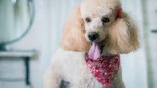 poodle grooming