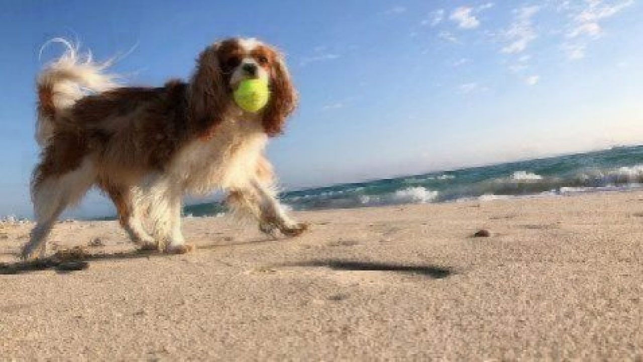 beach dogs