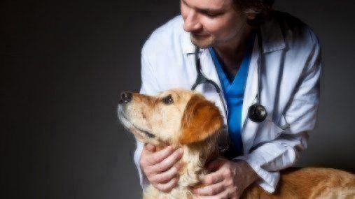 veterinarian