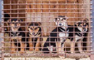 Dogs in a cage