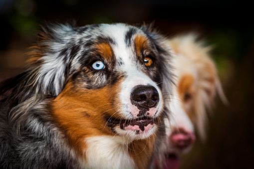 Australian shepherd with different eye colors