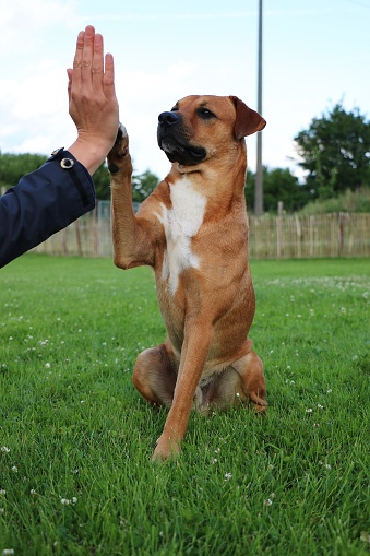 Dog giving a high five