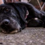 black dog lying on carpet