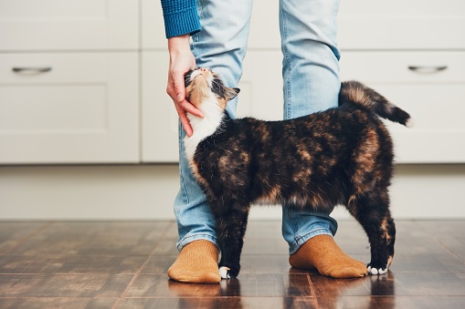 cat nuzzling human legs