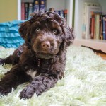 Portuguese Water Dog