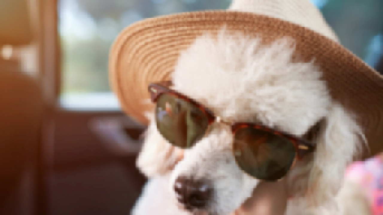 dog with sunglasses