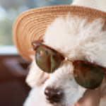 dog with sunglasses