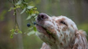 can dogs eat blueberries