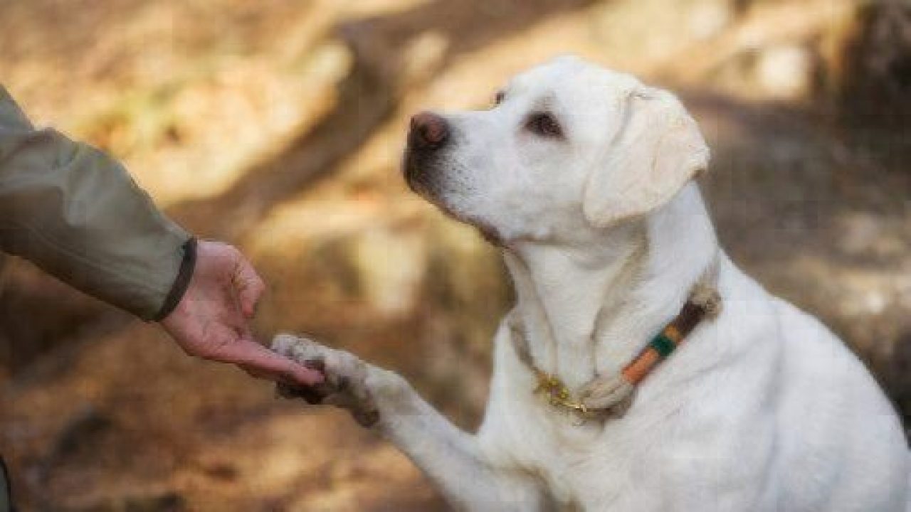 gluten sniffing dogs