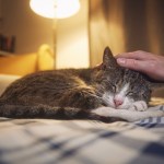 senior cat sleeping on a bed