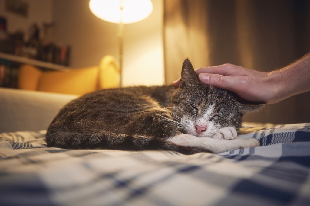 senior cat sleeping on a bed