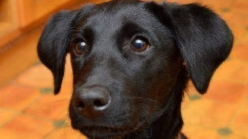 black lab puppy