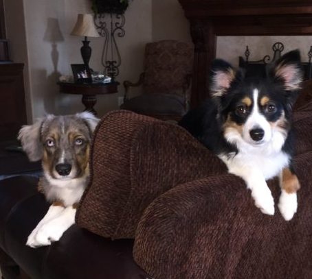 two small dogs on couch