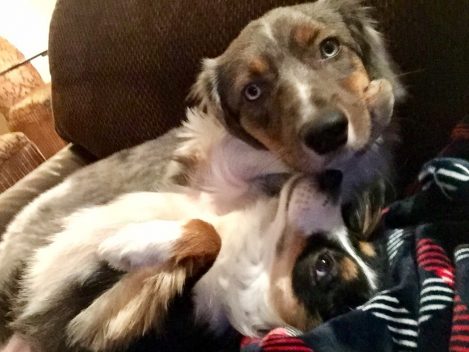 two dogs cuddling on couch