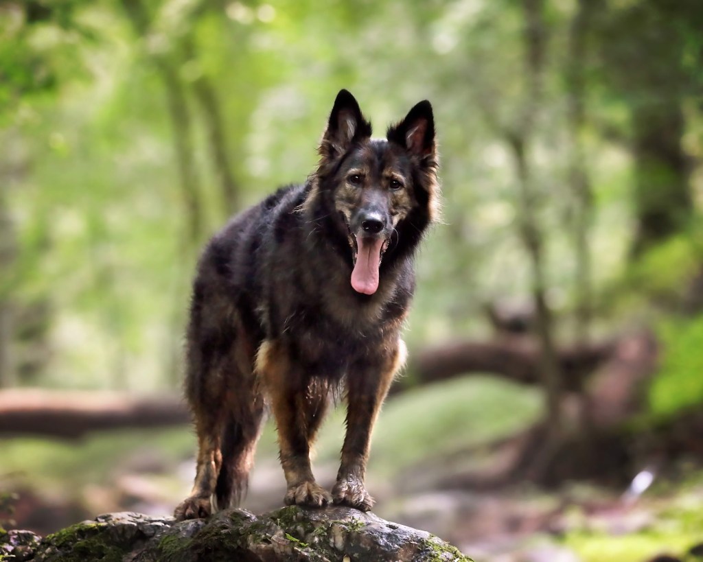 GSD hiking