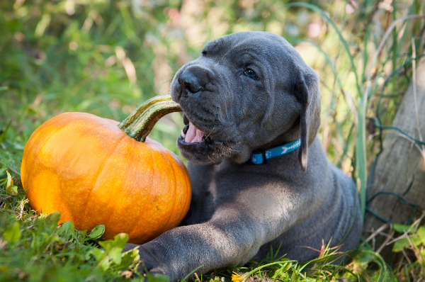 dog chewing on pumpkin stem