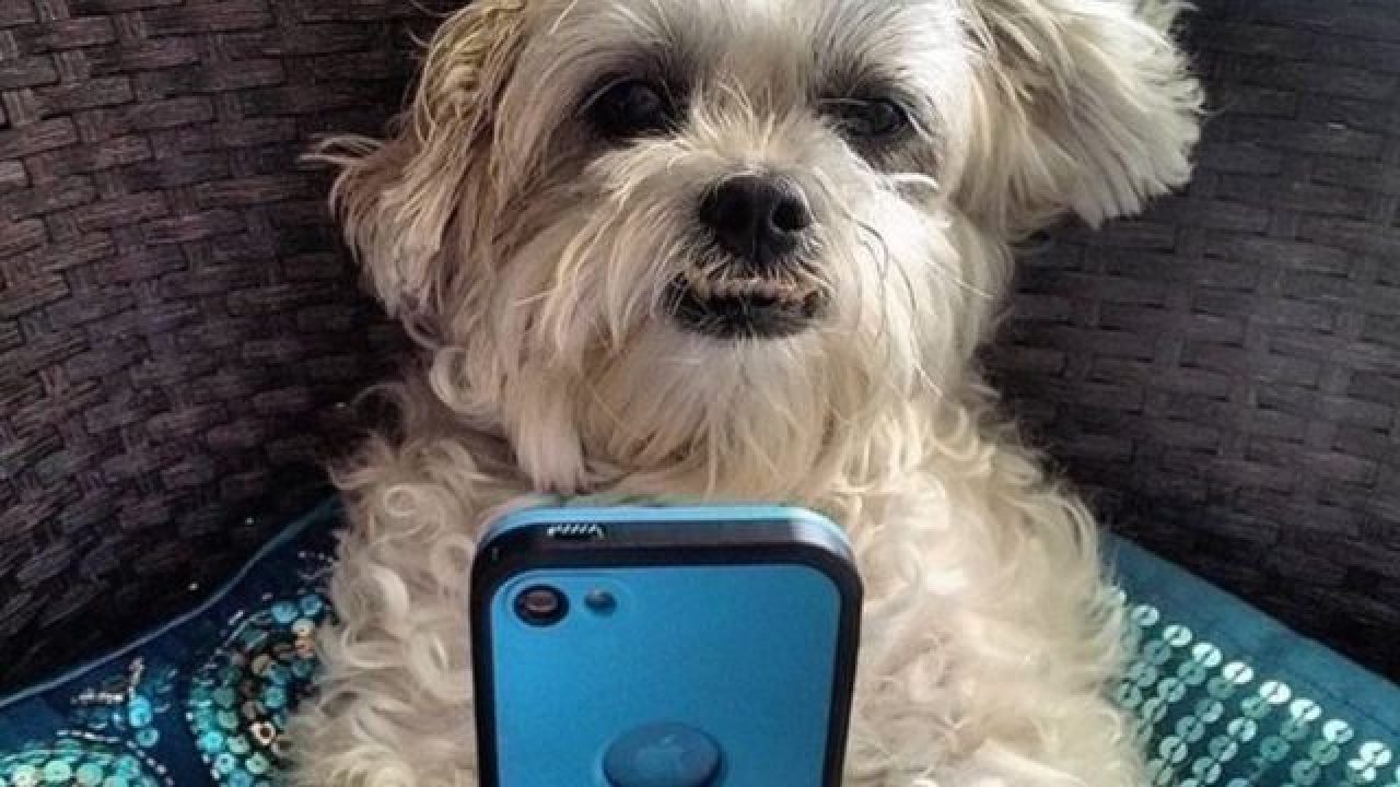 dog holding blue iphone