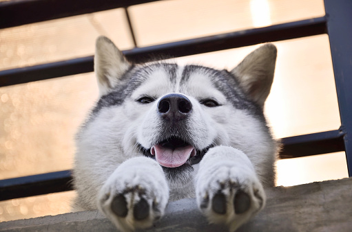 Siberian Husky smiling