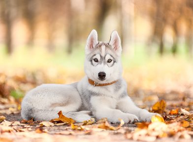 husky puppy