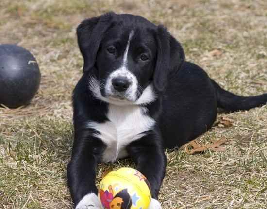 border collie labrador mix dog