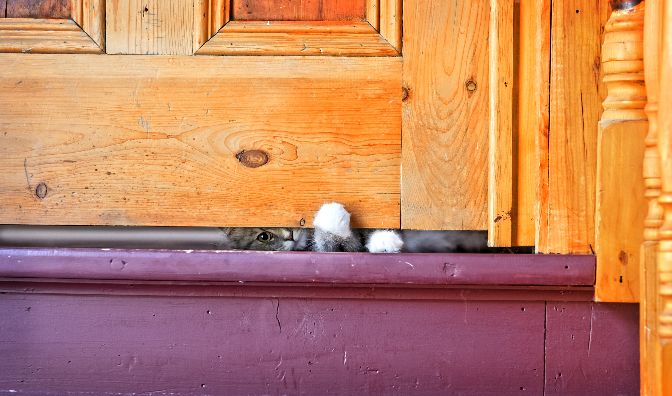 why do cats paw under doors