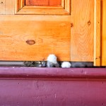 why do cats paw under doors