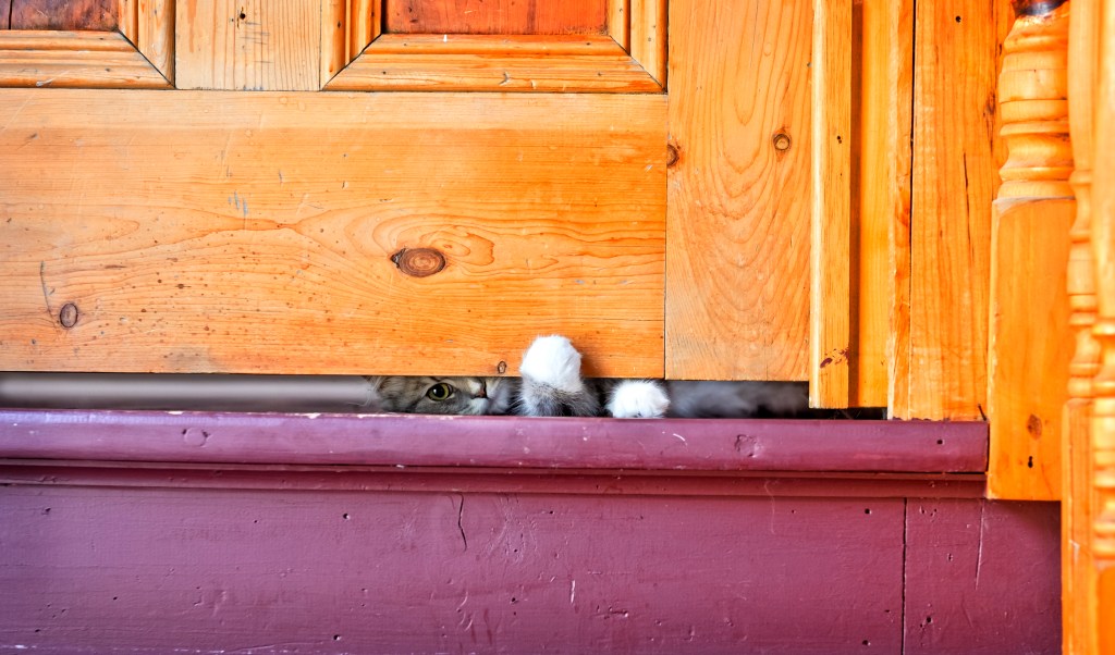 why do cats paw under doors