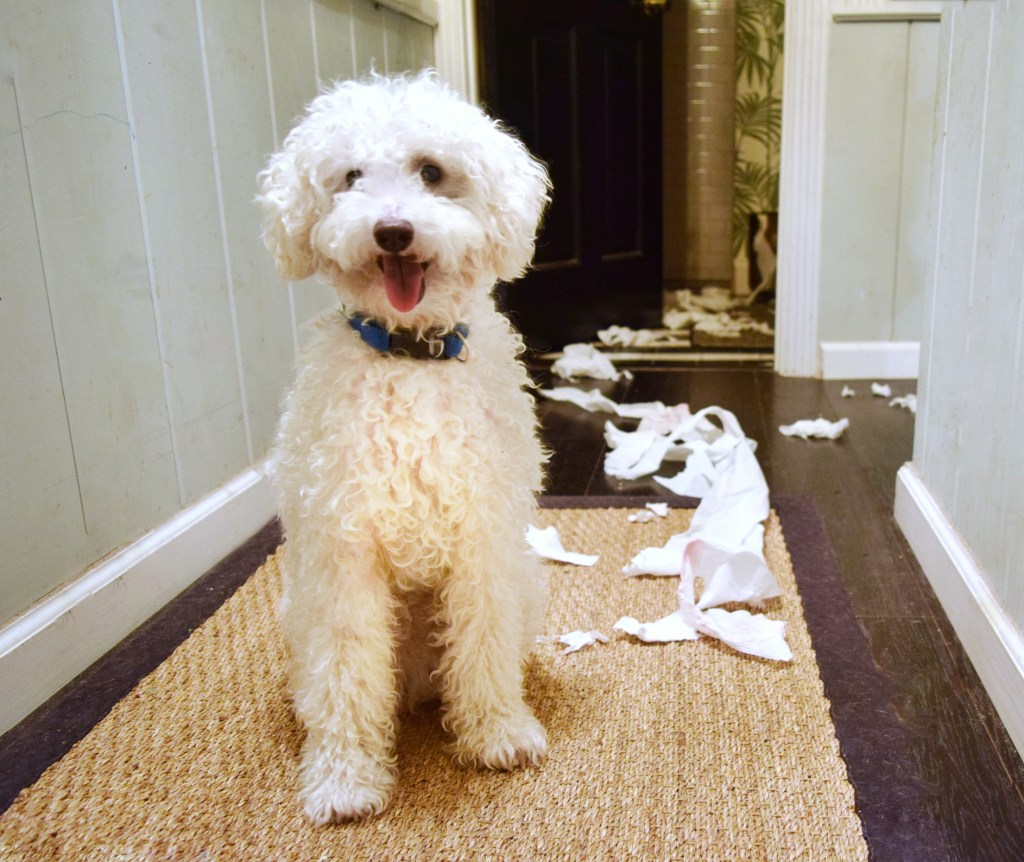 white dog with trash on the floor