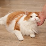 Cat lying on the floor