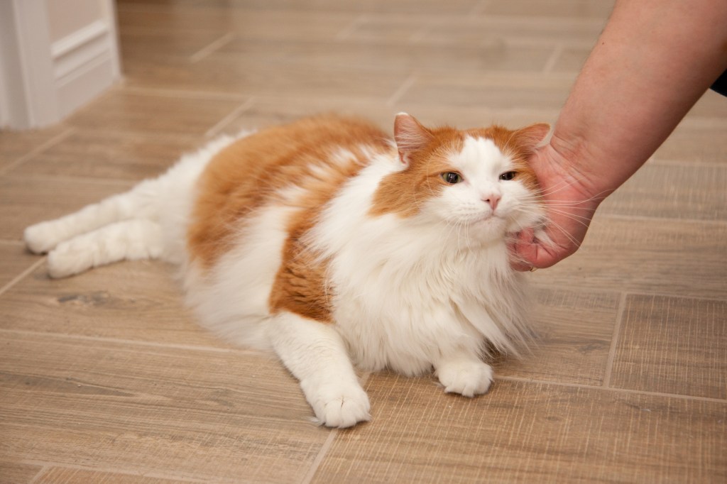 Cat lying on the floor