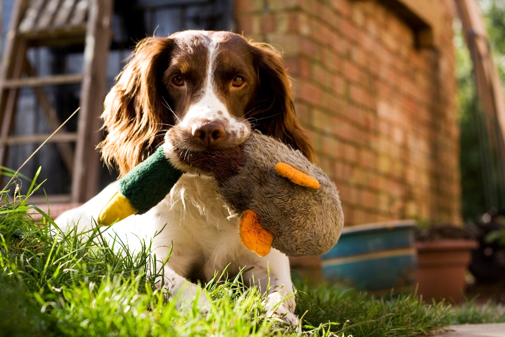 dog with duck toy