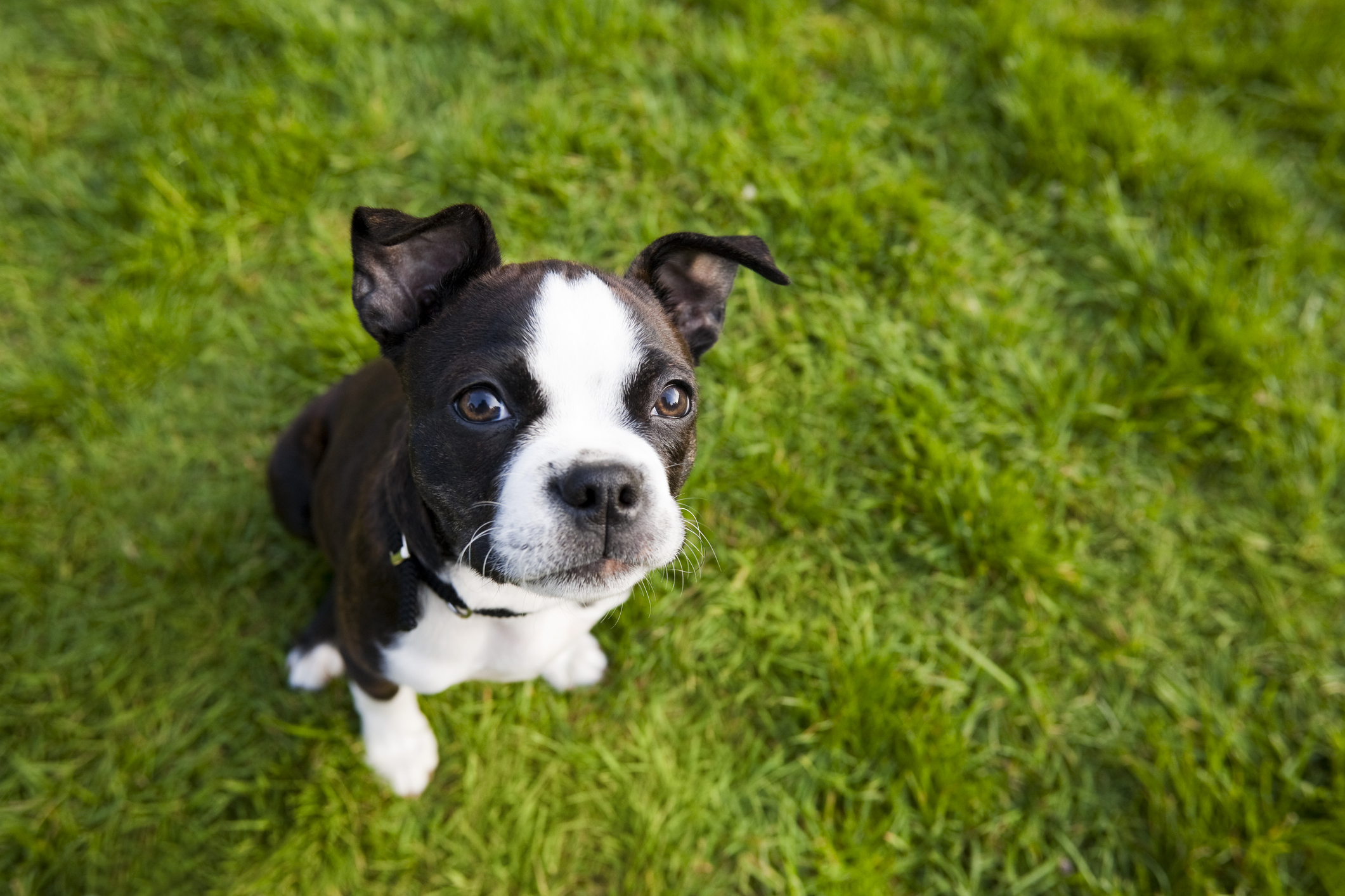 heartworm and dogs