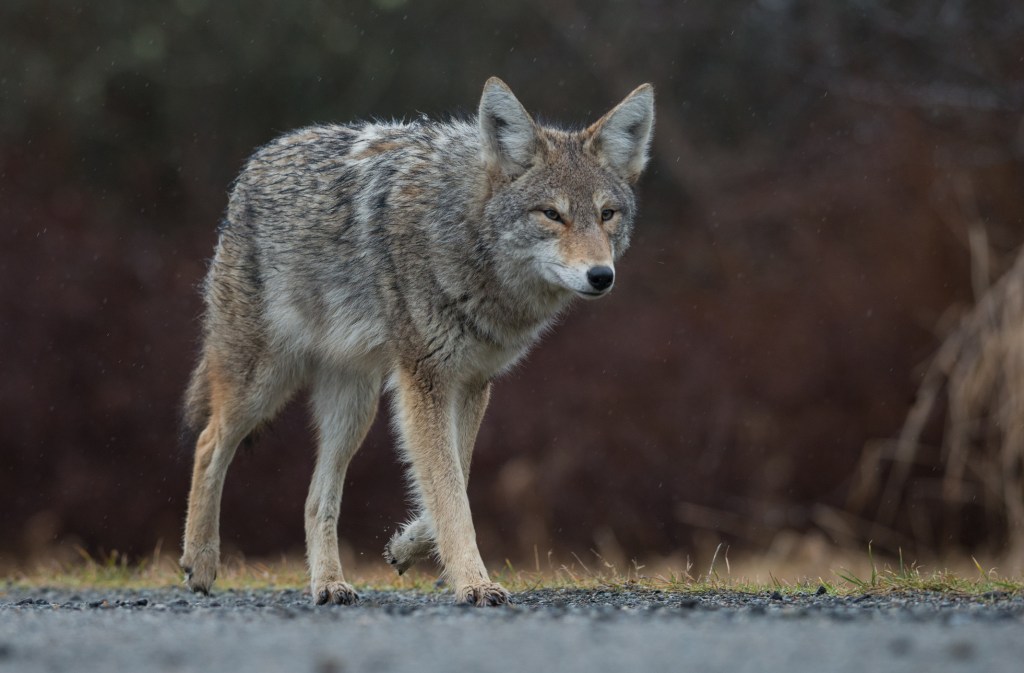 Coyote