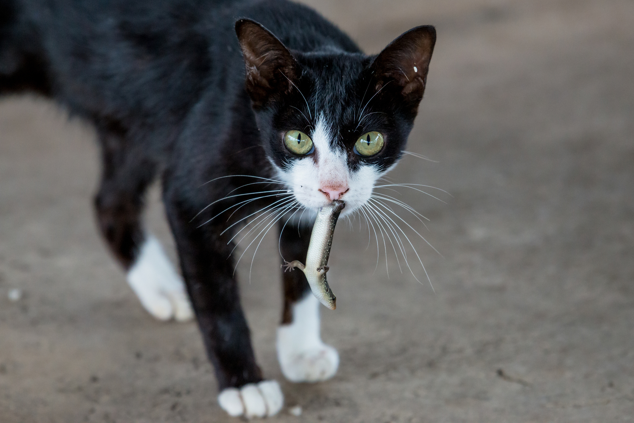 A cat with a lizard in mouth