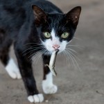 A cat with a lizard in mouth