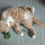 cats and catnip