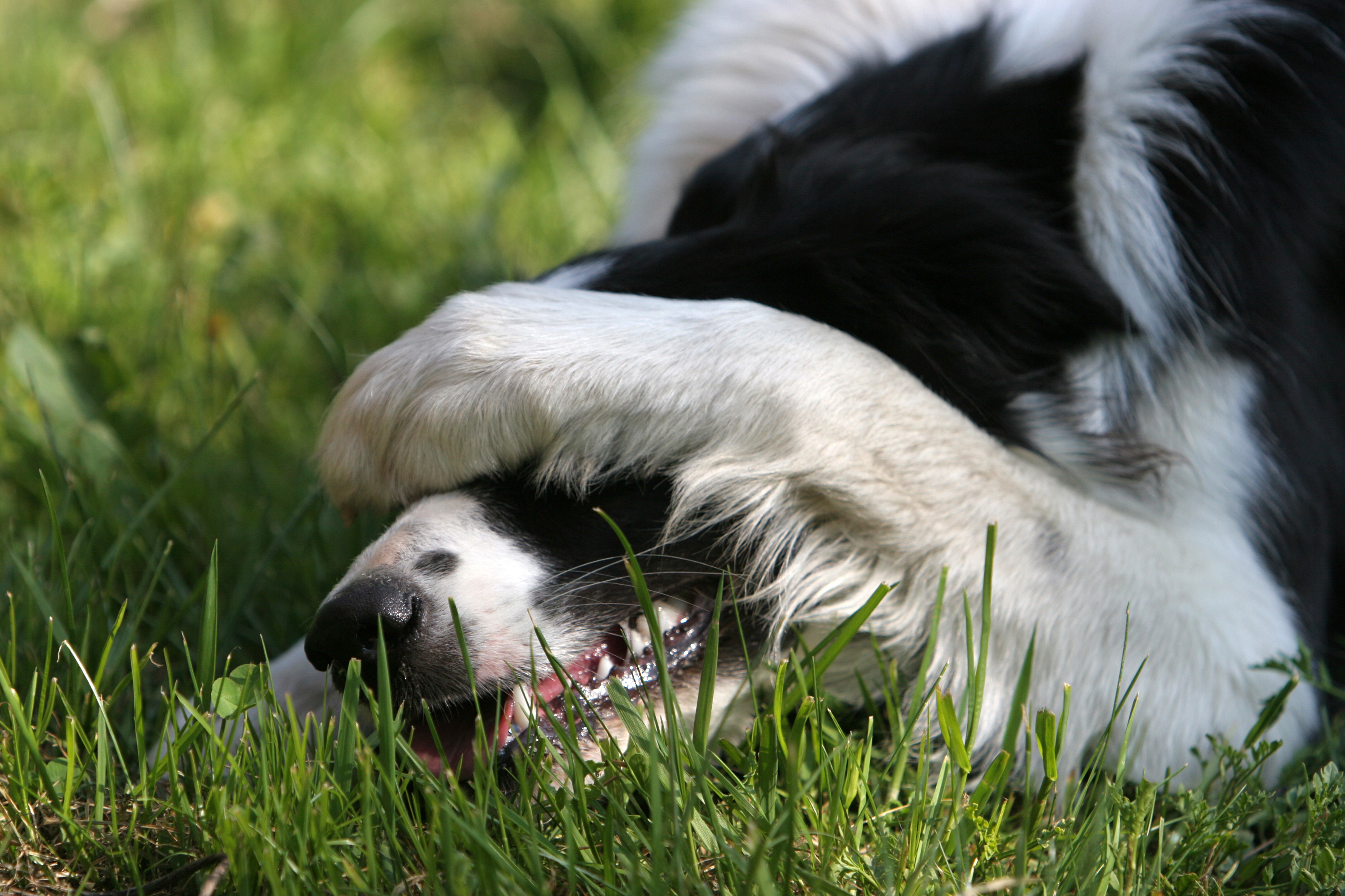 dog fart awareness