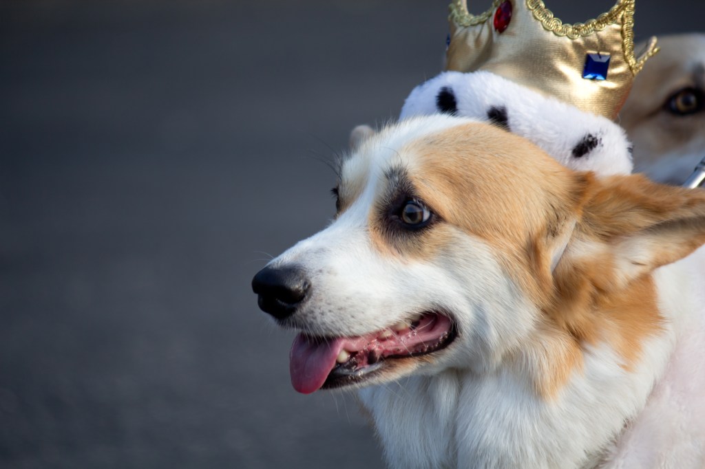 Corgi wearing a crown