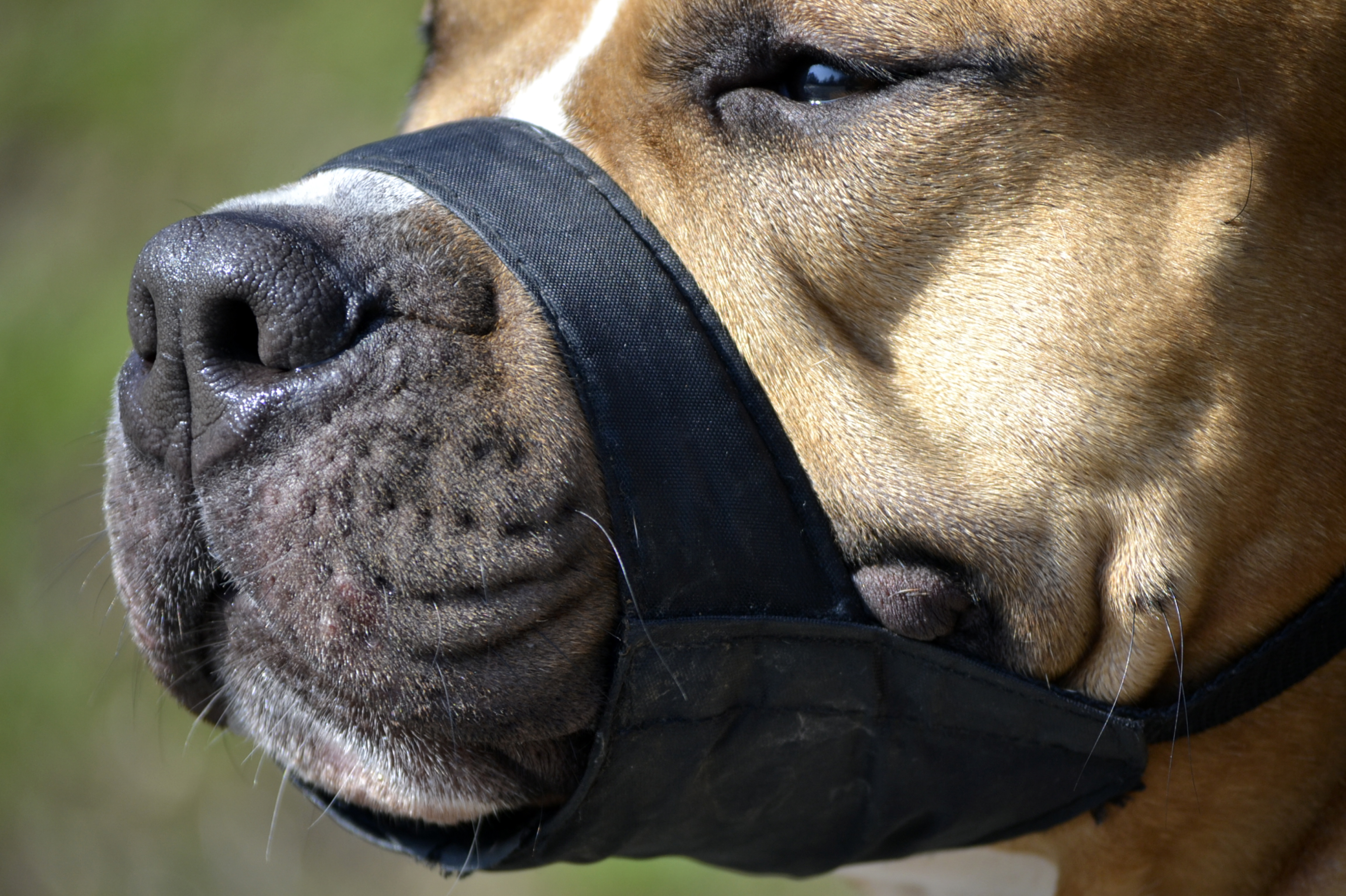 Close-up of a dog muzzled