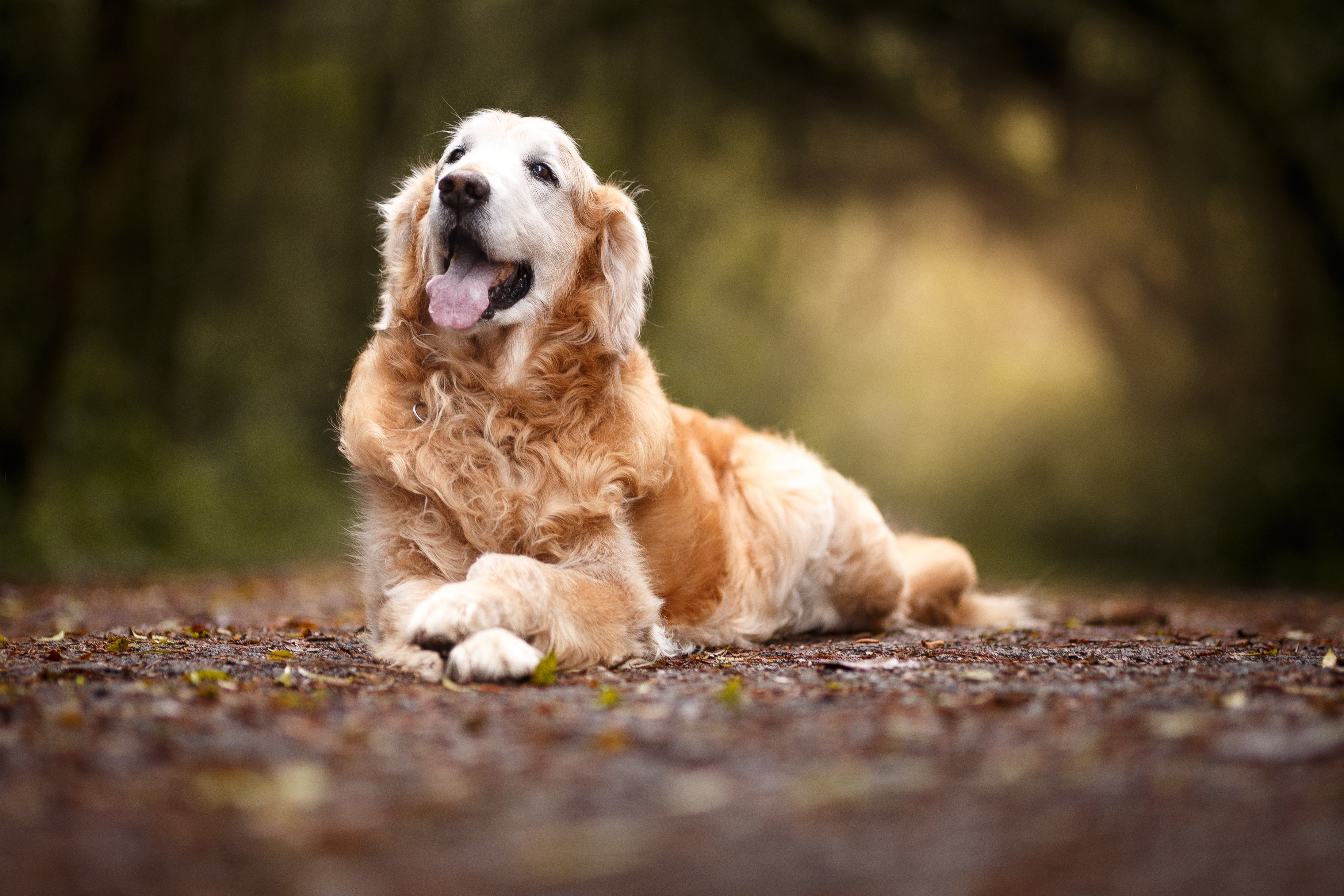 potty training senior dog