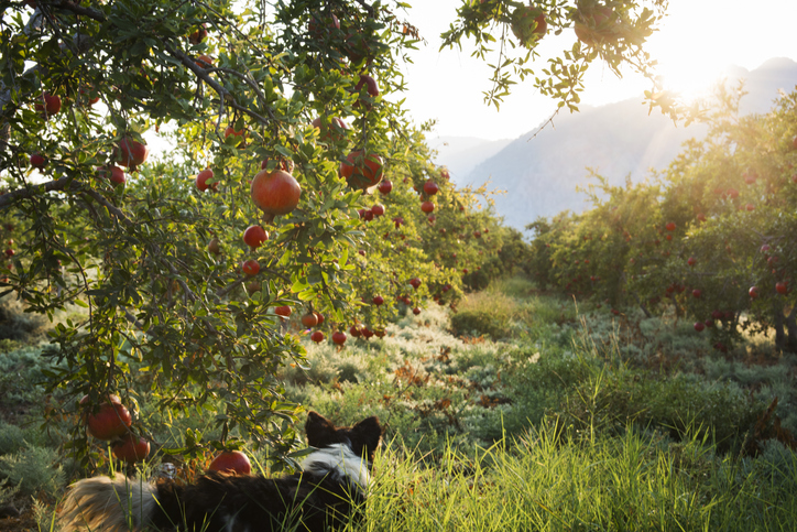 can dogs eat pomegranate