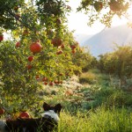 can dogs eat pomegranate