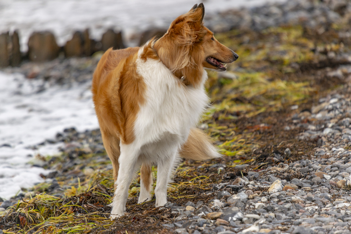 dog seaweed