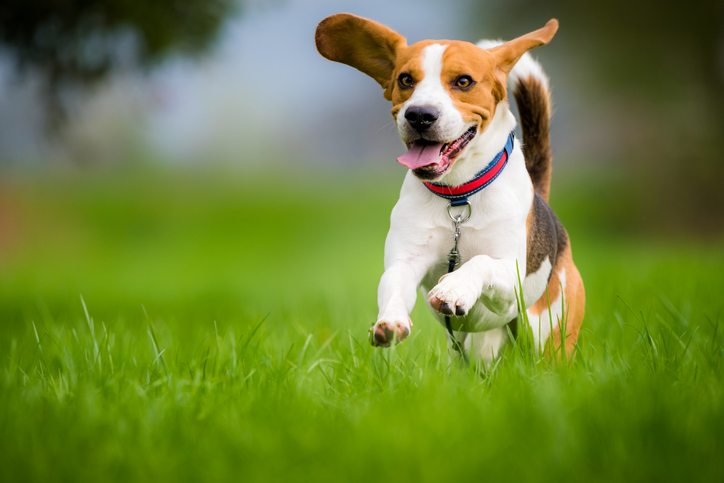 dog with zoomies