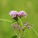 milkweed is toxic to pets