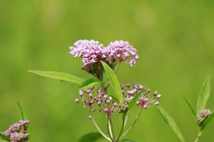 milkweed is toxic to pets