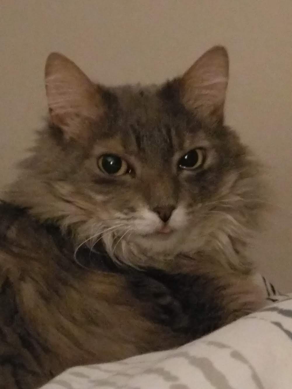 close up of gray fluffy cat's face